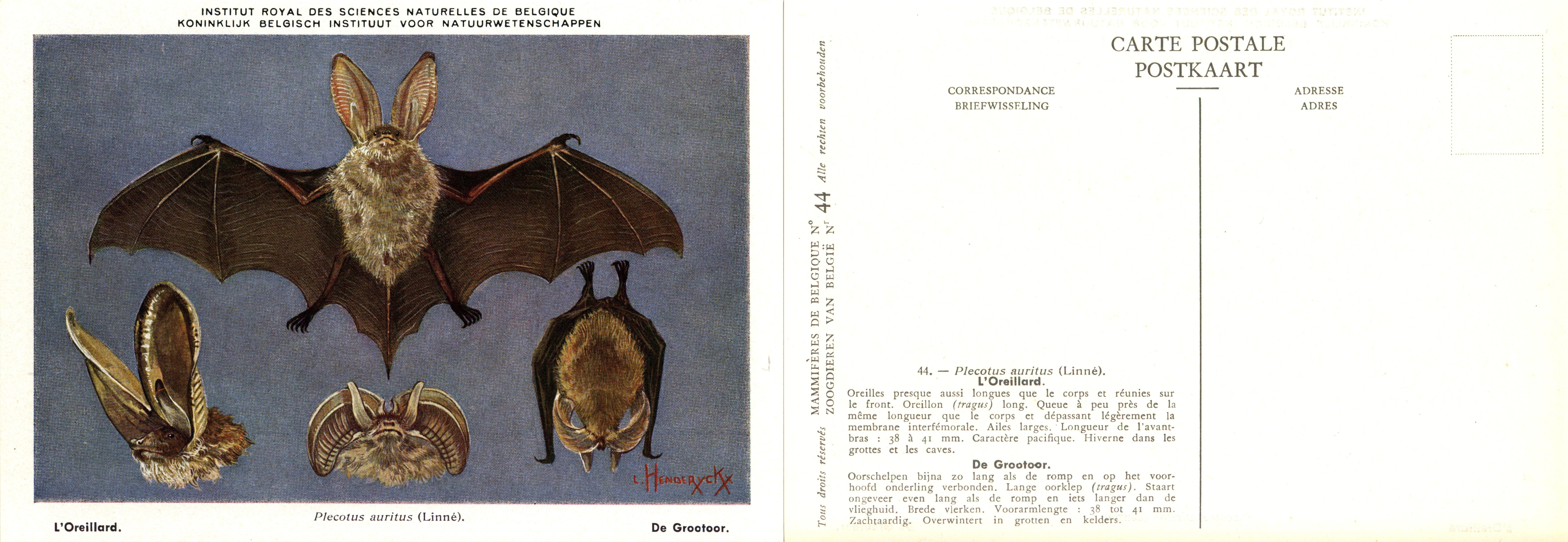 044 L'Oreillard - De Grootoor.jpg