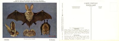 044 L'Oreillard - De Grootoor.jpg