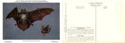 045 La Barbastelle - De Dwarsoor.jpg