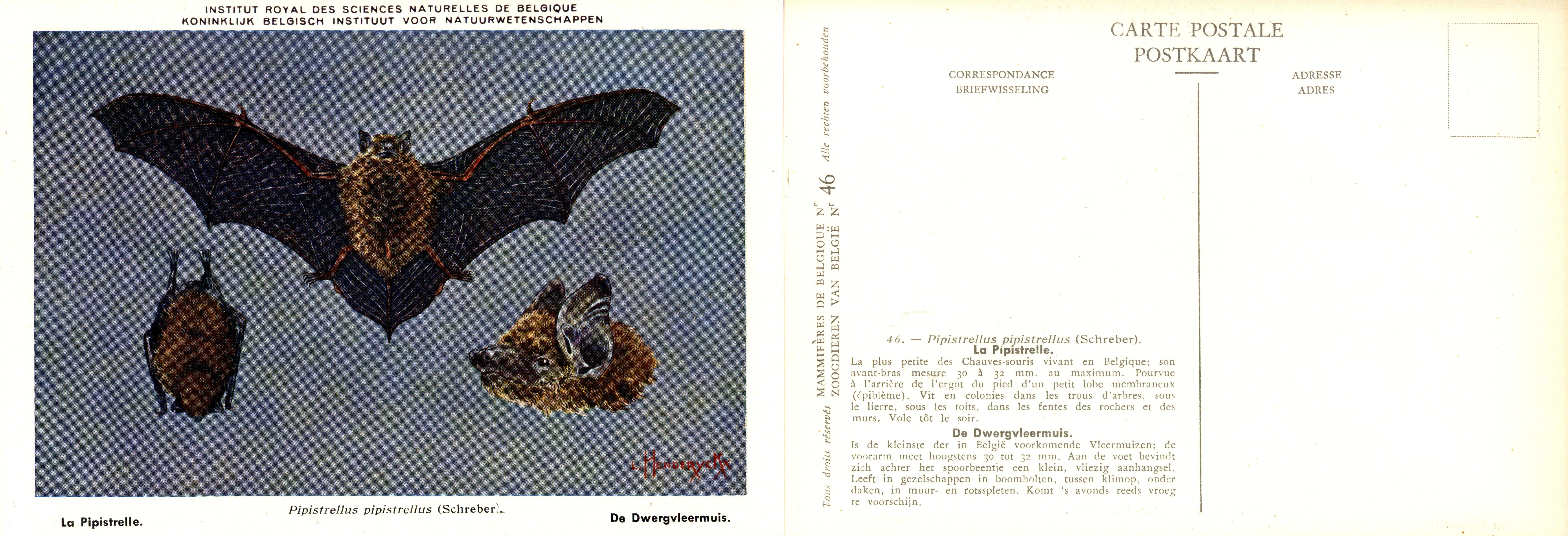046 La Pipistrelle - De Dwxergvleermuis.jpg