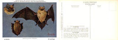 047 La Sérotine - De Laatvlieger.jpg