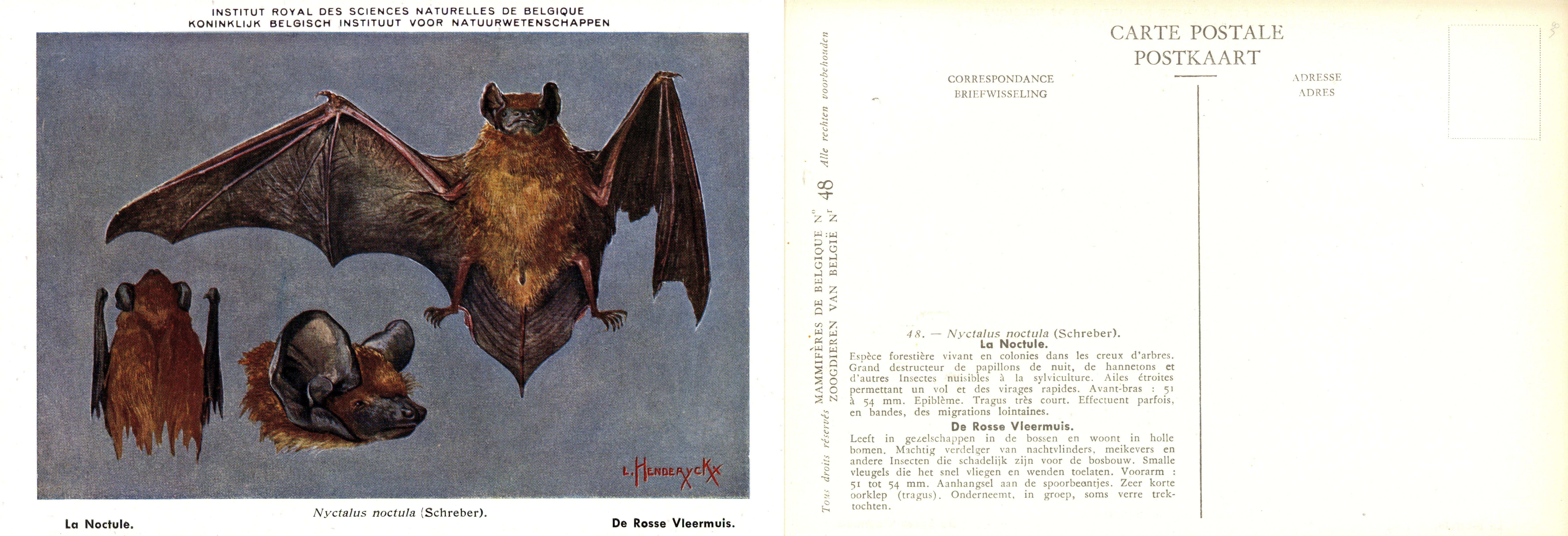 048 La Noctule - De Rosse Vleermuis.jpg