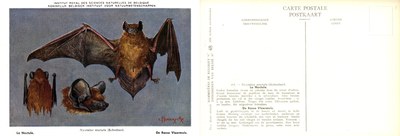 048 La Noctule - De Rosse Vleermuis.jpg