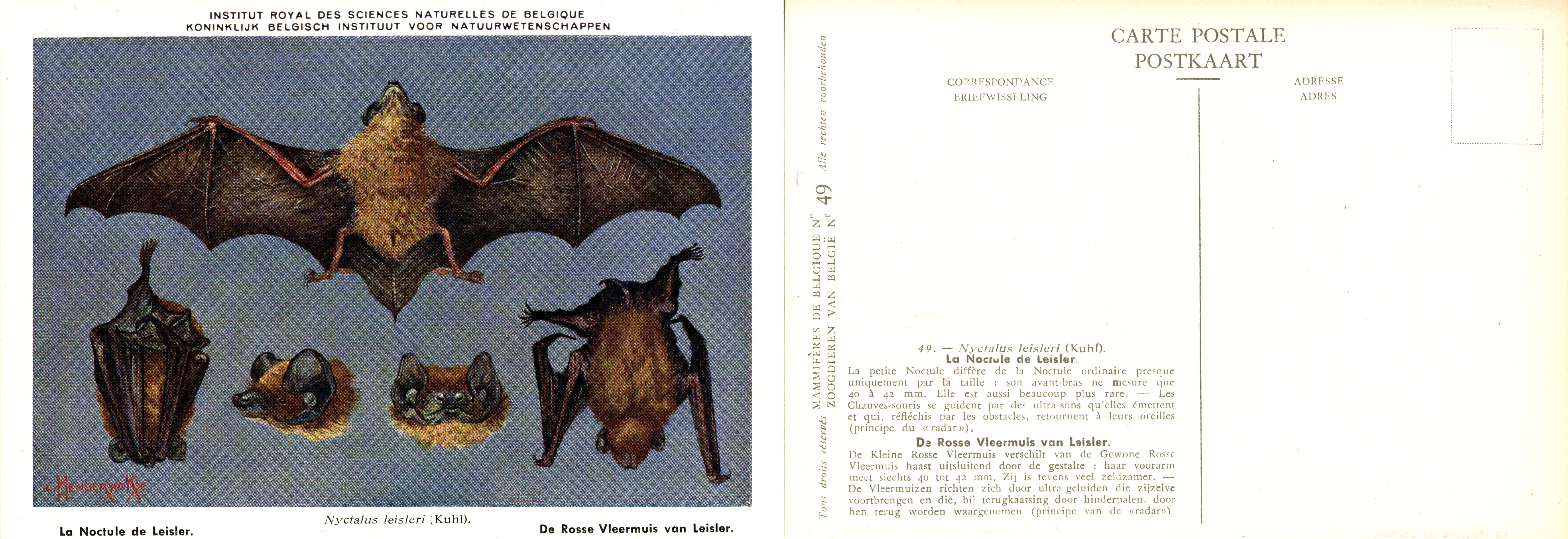 049 La Norctule de Leisler - De Rosse Vleermuis van Leisler.jpg