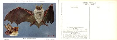 050 Le Murin - De Vale Vleermuis.jpg