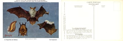 051 Le Vespertilion de Natterer - De Franjestaart.jpg