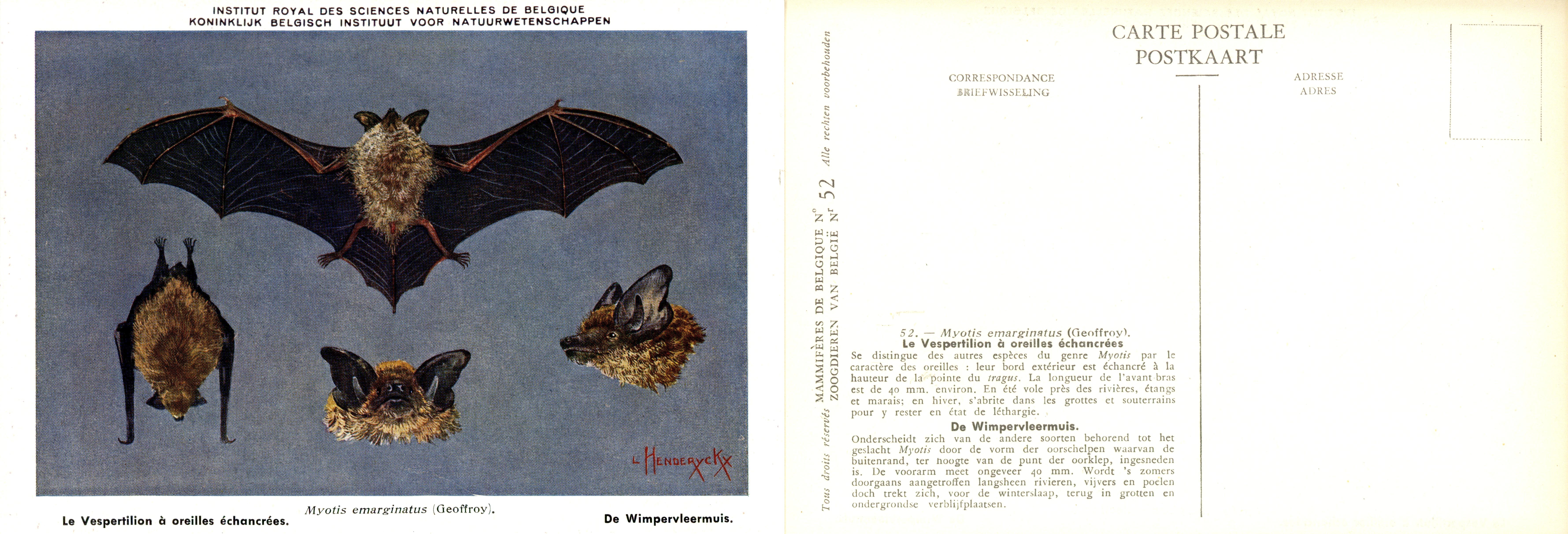 052 Le Vespertilion à oreilles échancrées - De Wimpervleermuis.jpg