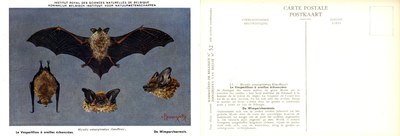 052 Le Vespertilion à oreilles échancrées - De Wimpervleermuis.jpg