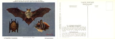 053 Le Vespertilion à moustaches - De Baardvleermuis.jpg