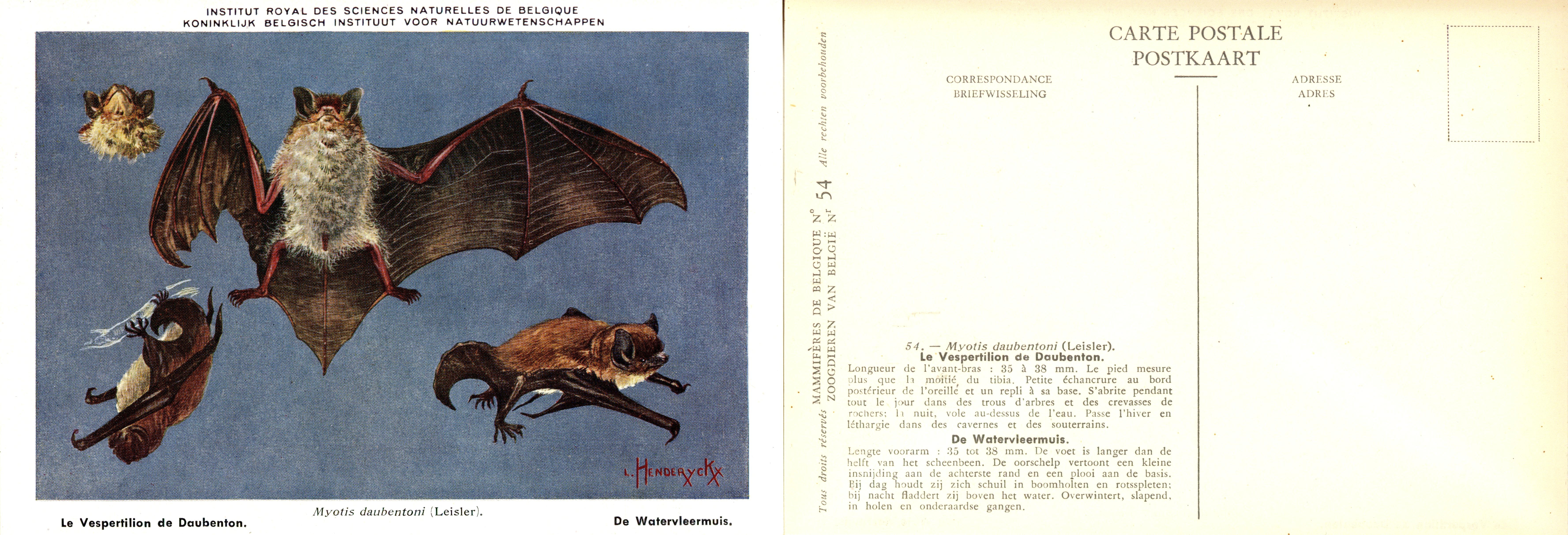 054 Le Vespertilion de Doubenton - De Watervleermuis.jpg