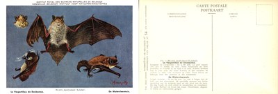 054 Le Vespertilion de Doubenton - De Watervleermuis.jpg