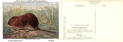 055 Le Grand Campagnol terrestre - De Woelrat.jpg