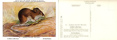 056 Le Mulot à collier fauve - De Grote Bosmuis.jpg