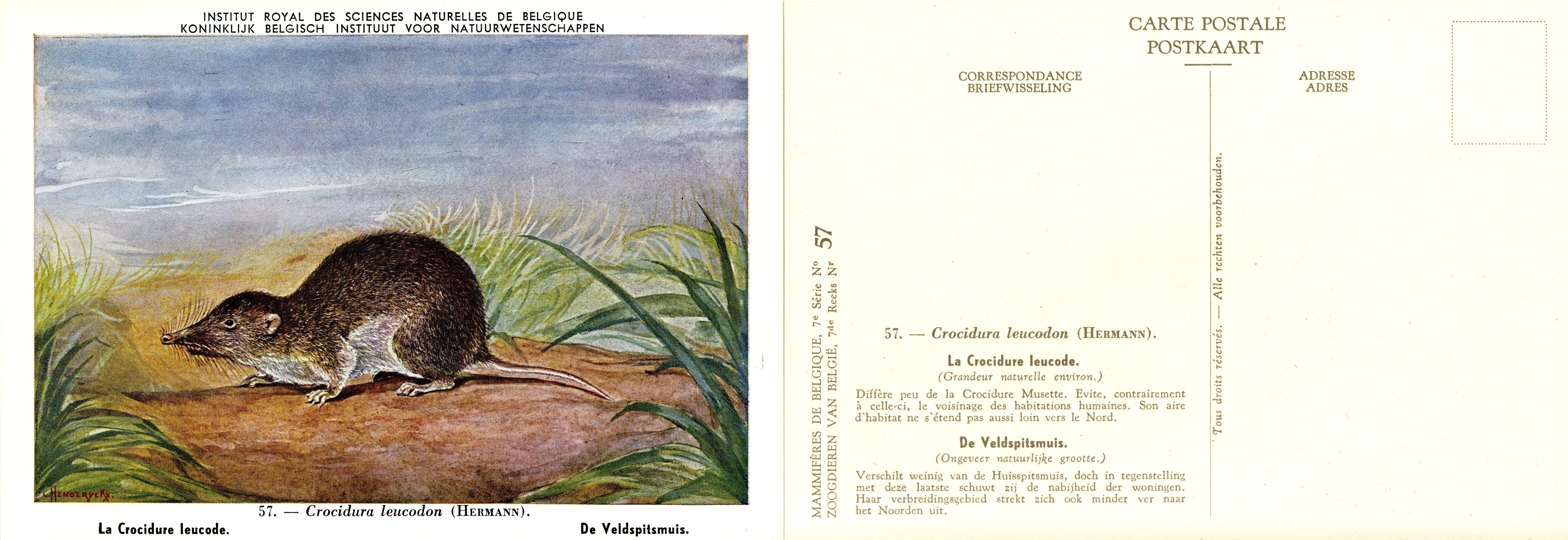 057 La Crocidure leucode - De Veldspitsmuis.jpg