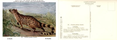 058 Le Genette - De Genetkat.jpg