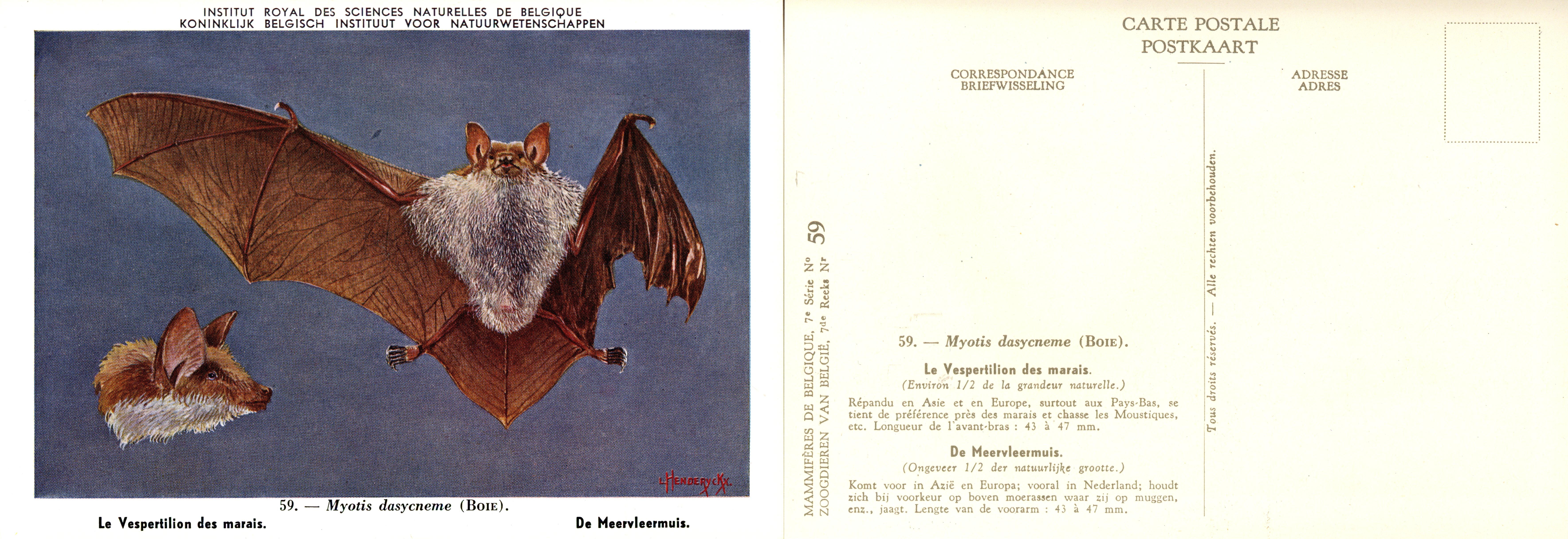 059 Le Vespertilion des marais - De Meervleermuis.jpg