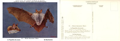 059 Le Vespertilion des marais - De Meervleermuis.jpg