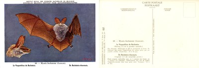 060 Le Vespertilion de Bechstein - De Bechstein-vleermuis.jpg