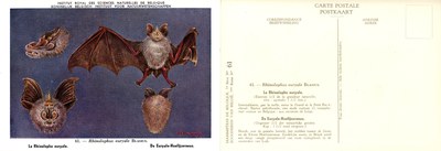 061 Le Rhinolophe eurytale - De Euryale-Hoefijzerneus.jpg