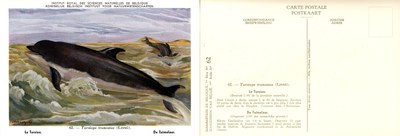 062 Le Tursion - De Tuimelaar.jpg