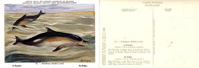 063 La Dauphin - De Dolfijn.jpg