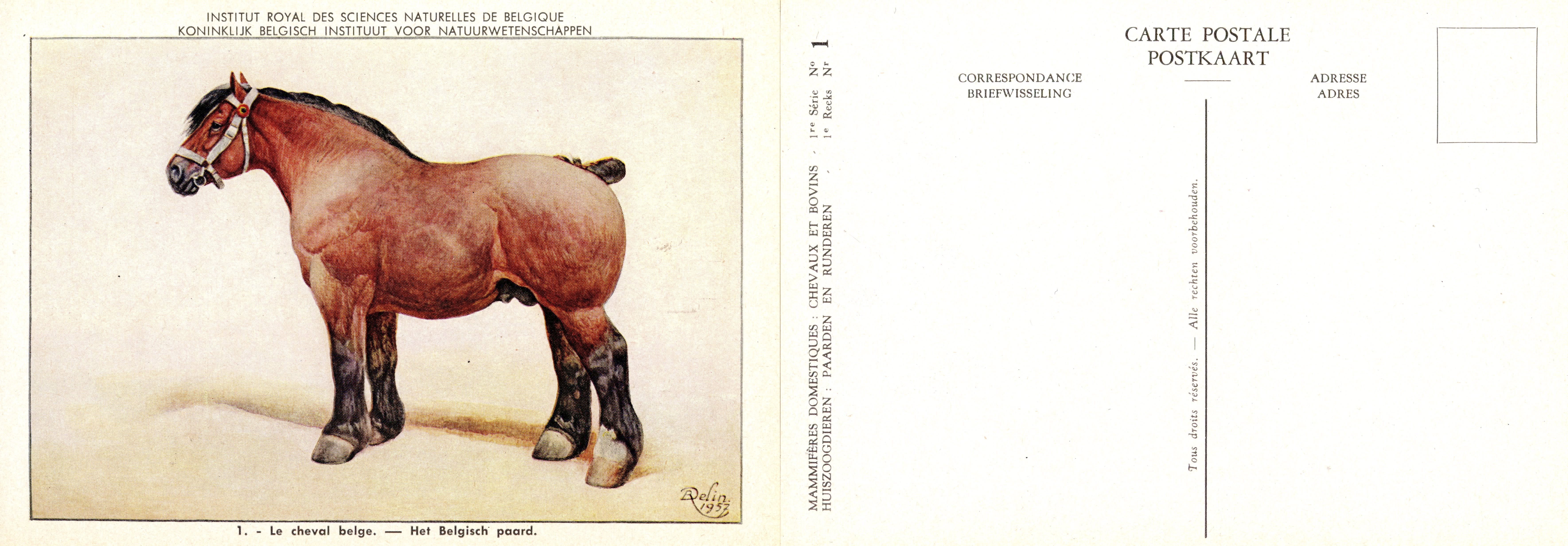 01 Le cheval belge - Het Belgisch paard.jpg