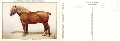 02 Le cheval flamand - Het Vlaams paard.jpg