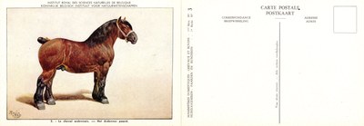 03 Le cheval ardennais - Het Ardenner paard.jpg