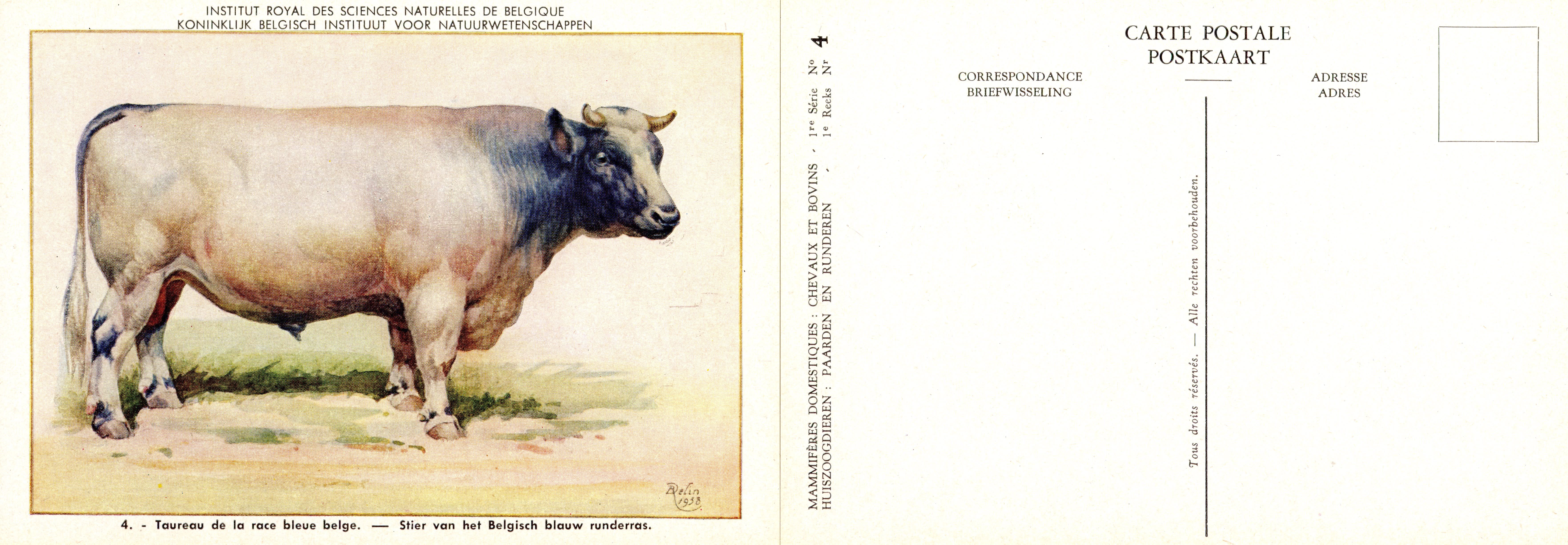 04 Taureau de la race bleu belge - Stier van het Belgisch blauw runderras.jpg