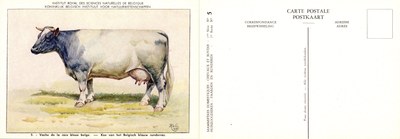 05 Vache de la race bleue belge - Koe van het Belgisch blauw runderras.jpg