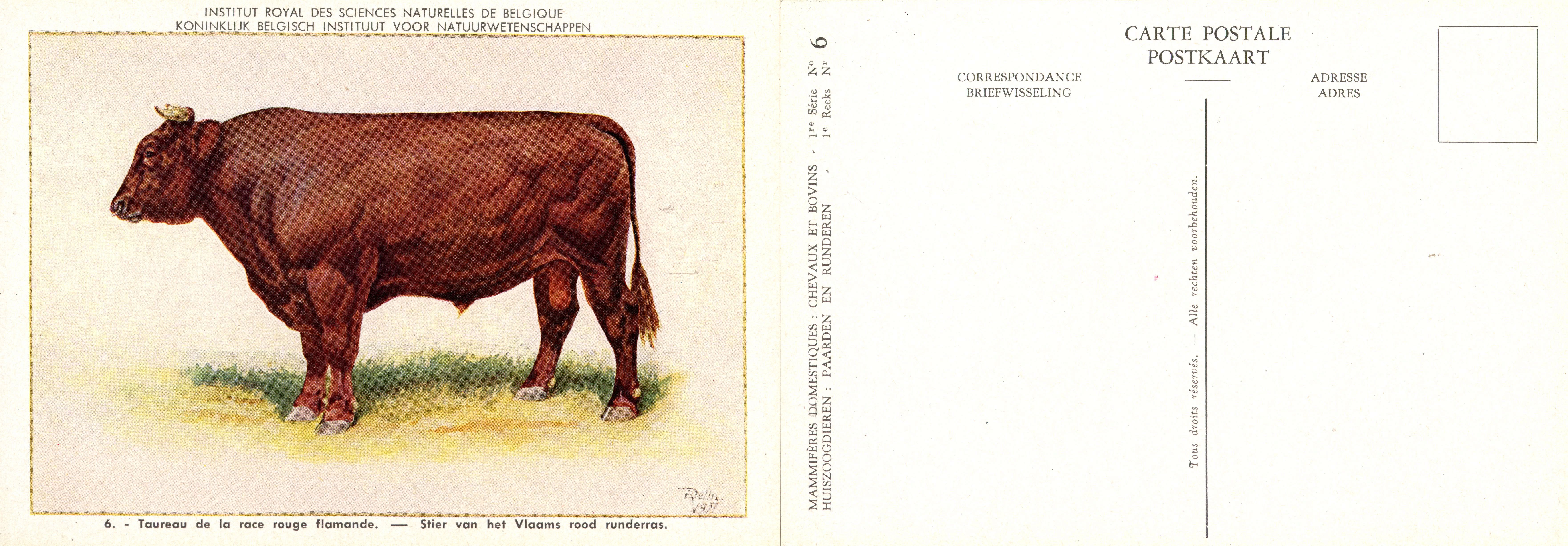 06 Taureau de la race rouge flamande - Stier van het Vlaams rood runderras.jpg