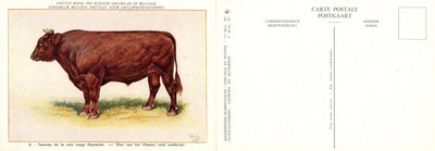 06 Taureau de la race rouge flamande - Stier van het Vlaams rood runderras.jpg