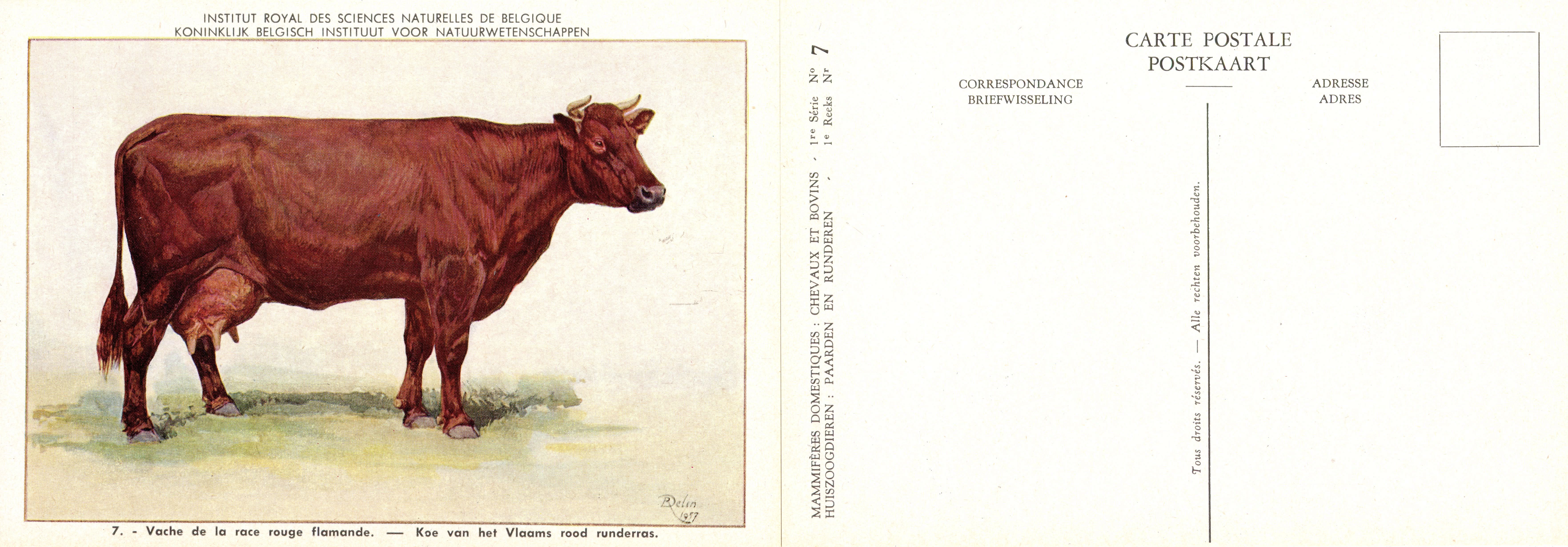 07 Vache de la race rouge flamande - Koe van het Vlaams rood runderras.jpg