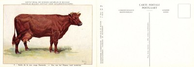 07 Vache de la race rouge flamande - Koe van het Vlaams rood runderras.jpg