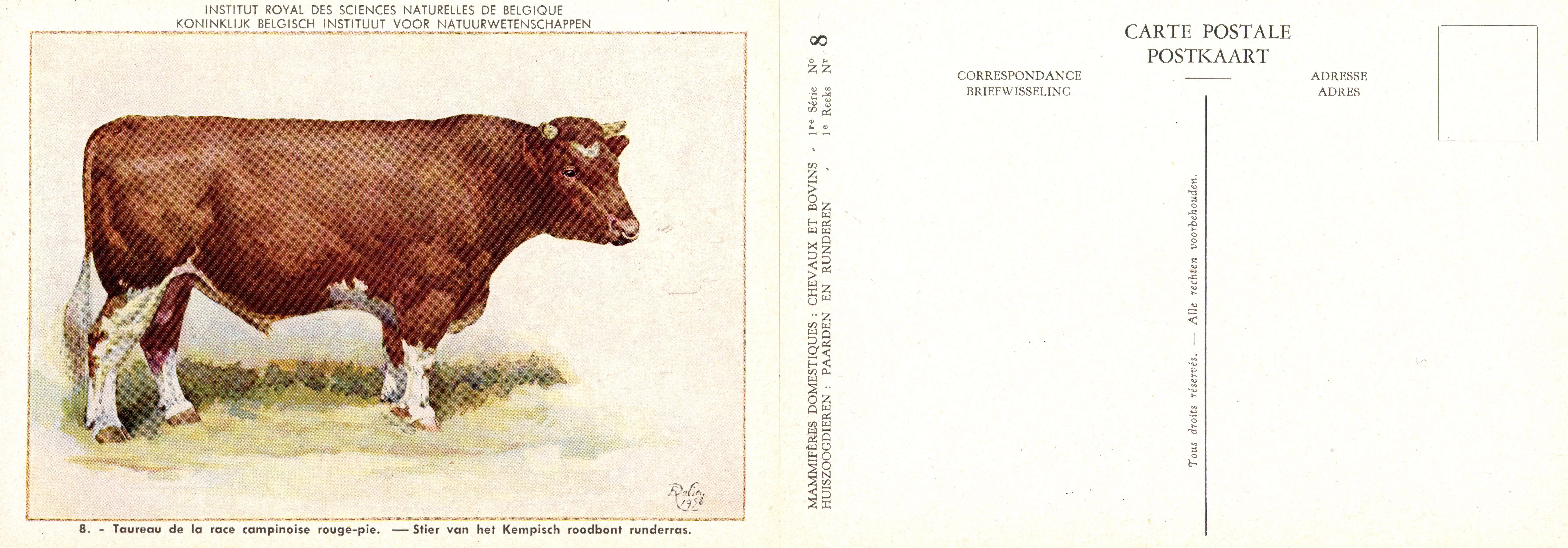 08 Taureau de la race campinoise rouge-pie - Stier van het Kempisch roodbont runderras.jpg