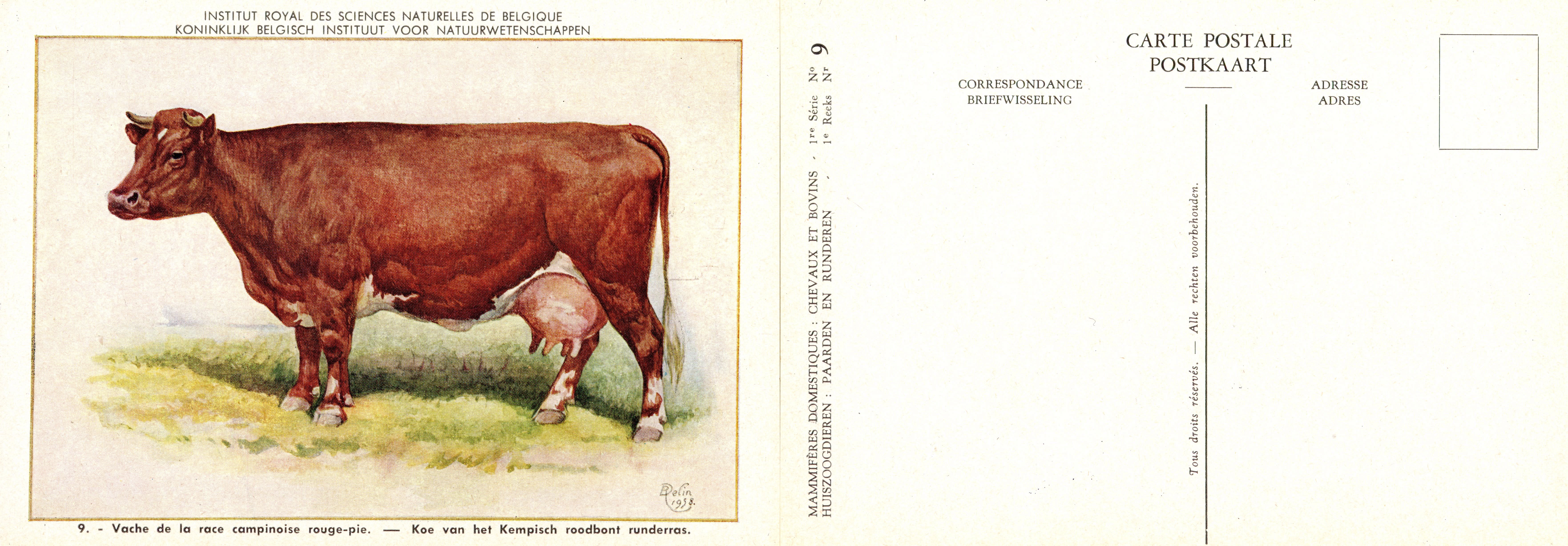 09 Vache de la race campinoise rouge-pie - Koe van het Kempisch roodbont runderras.jpg