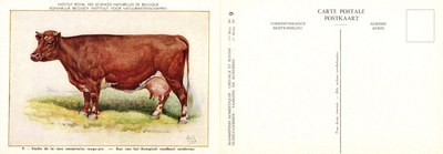 09 Vache de la race campinoise rouge-pie - Koe van het Kempisch roodbont runderras.jpg