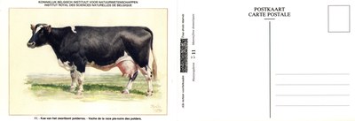 11 Vache de la race pie-noire des polders - Koe van het zwartbont polderras.jpg