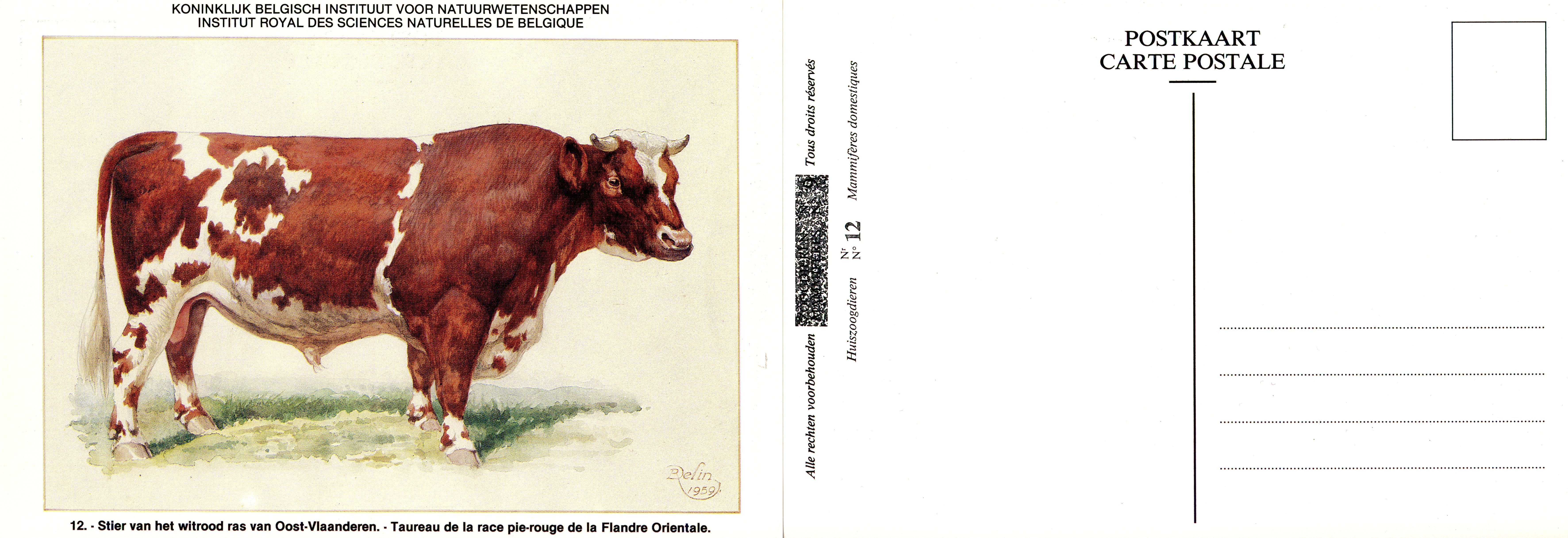 12 Taureau de la race pie-rouge de la Flandre Orientale - Stier van het witrood ras van Oost-Vlaanderen.jpg