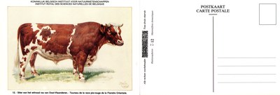 12 Taureau de la race pie-rouge de la Flandre Orientale - Stier van het witrood ras van Oost-Vlaanderen.jpg