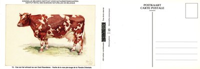 13 Vache de la race pie-rouge de la Flandre Orientale - Koe van het witrood ras van Oost-Vlaanderen.jpg