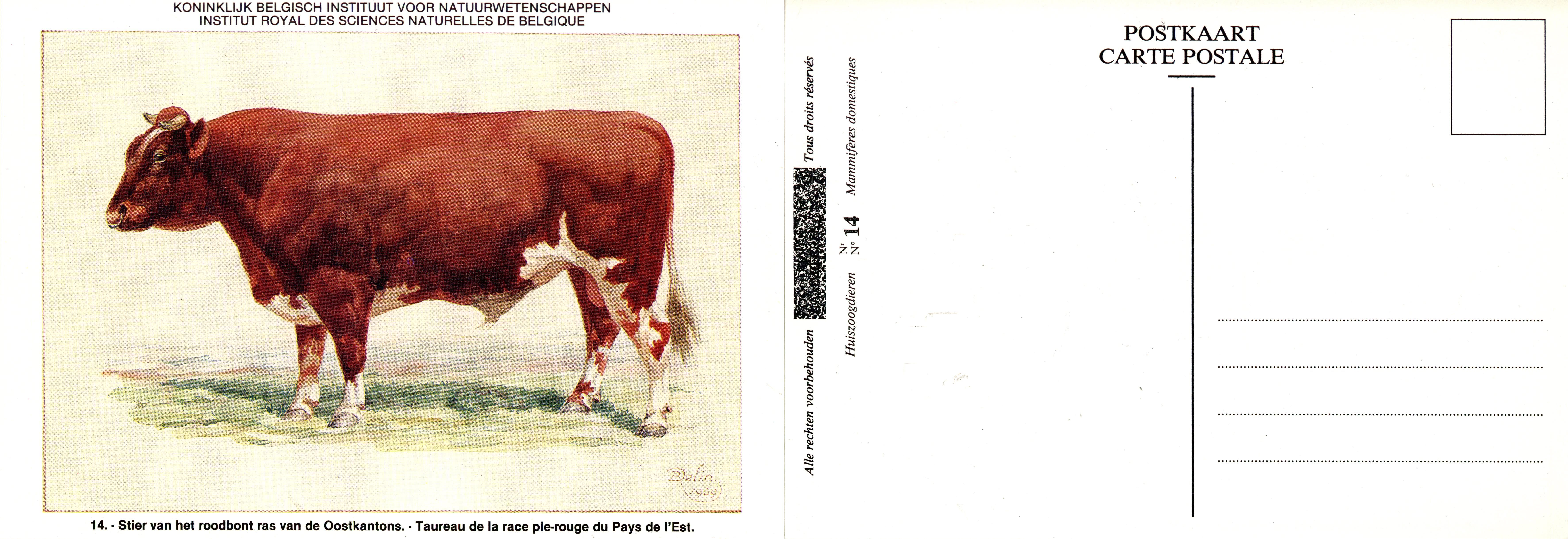 14 Taureau de la race pie-rouge du Pays de l'Est - Stier van het roodbont ras van de Oostkantons.jpg