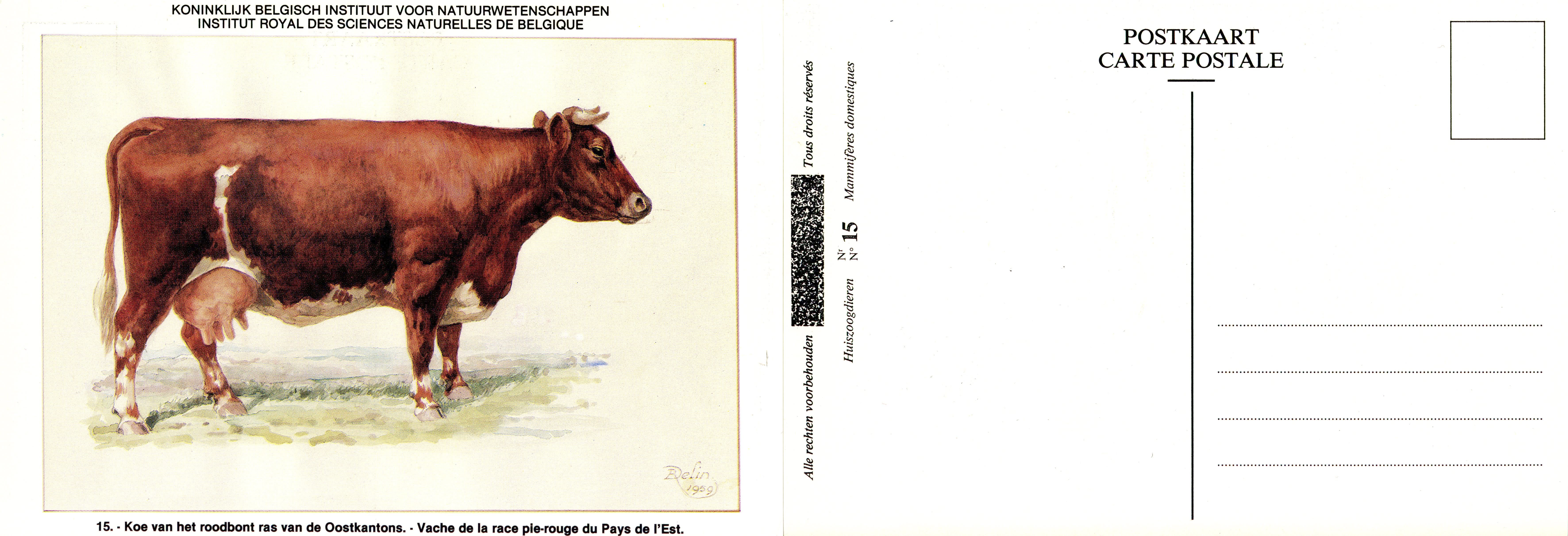 15 Vache de la race pie-rouge du Pays de l'Est - Koe van hert roodbont ras van de Oostkantons.jpg