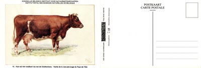 15 Vache de la race pie-rouge du Pays de l'Est - Koe van hert roodbont ras van de Oostkantons.jpg