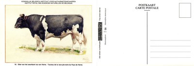 16 Taureau de la race pie-noire du Pays de Herve - Stier van het zwartbont ras van Herve.jpg