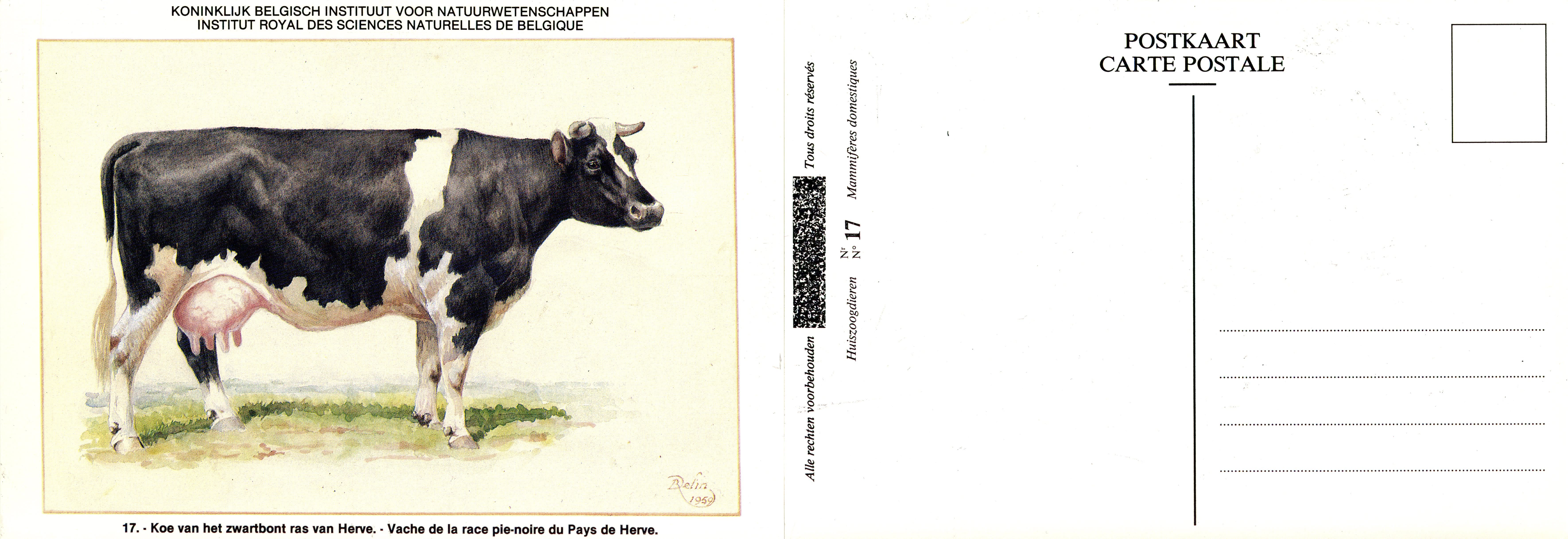 17 Vache de la race pie-noire du Pays de Herve - Koe van het zwartbont ras van Herve.jpg