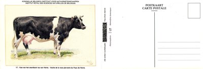 17 Vache de la race pie-noire du Pays de Herve - Koe van het zwartbont ras van Herve.jpg