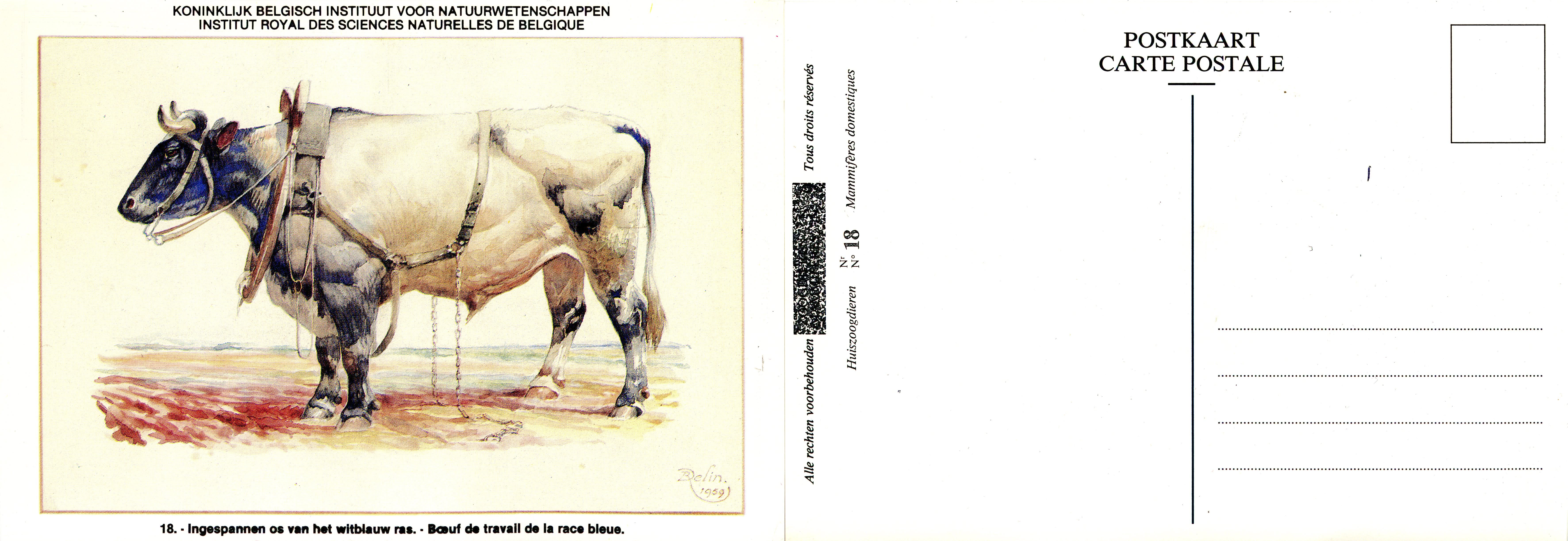 18 Boeuf de travail de la race bleue - Ingespannen os van het witblauw ras.jpg