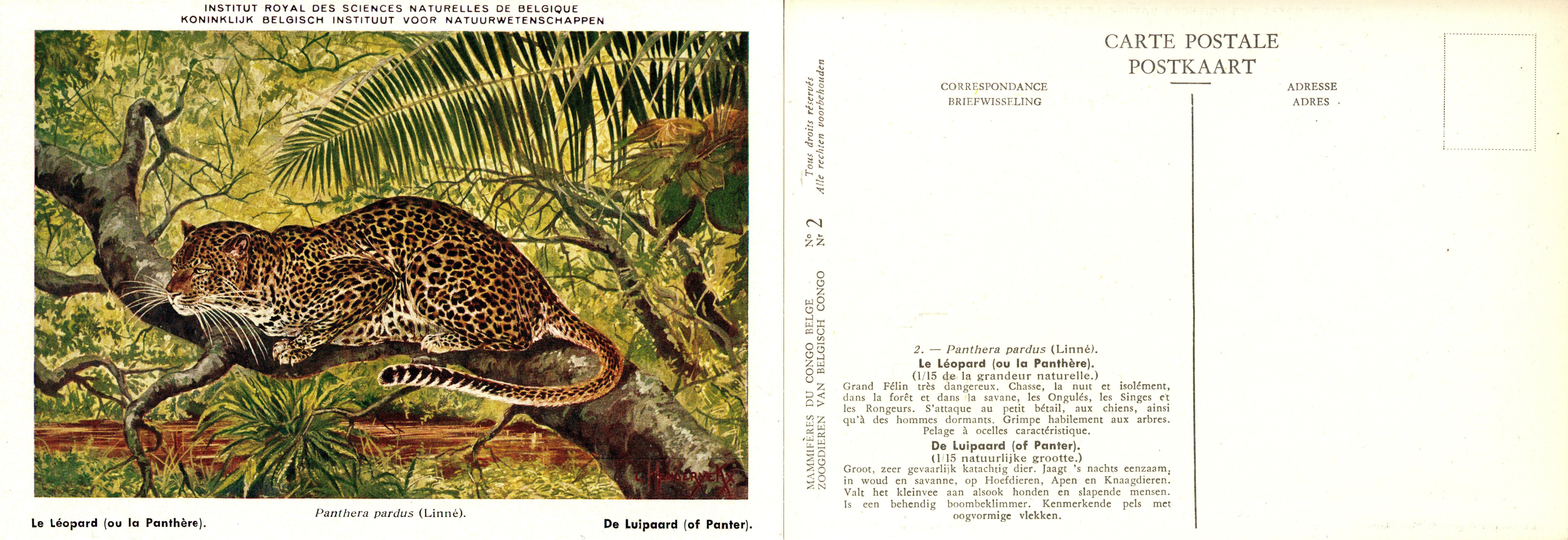 002 Le Léopard (ou la Panthère) - De Luipaard (of Panter).jpg