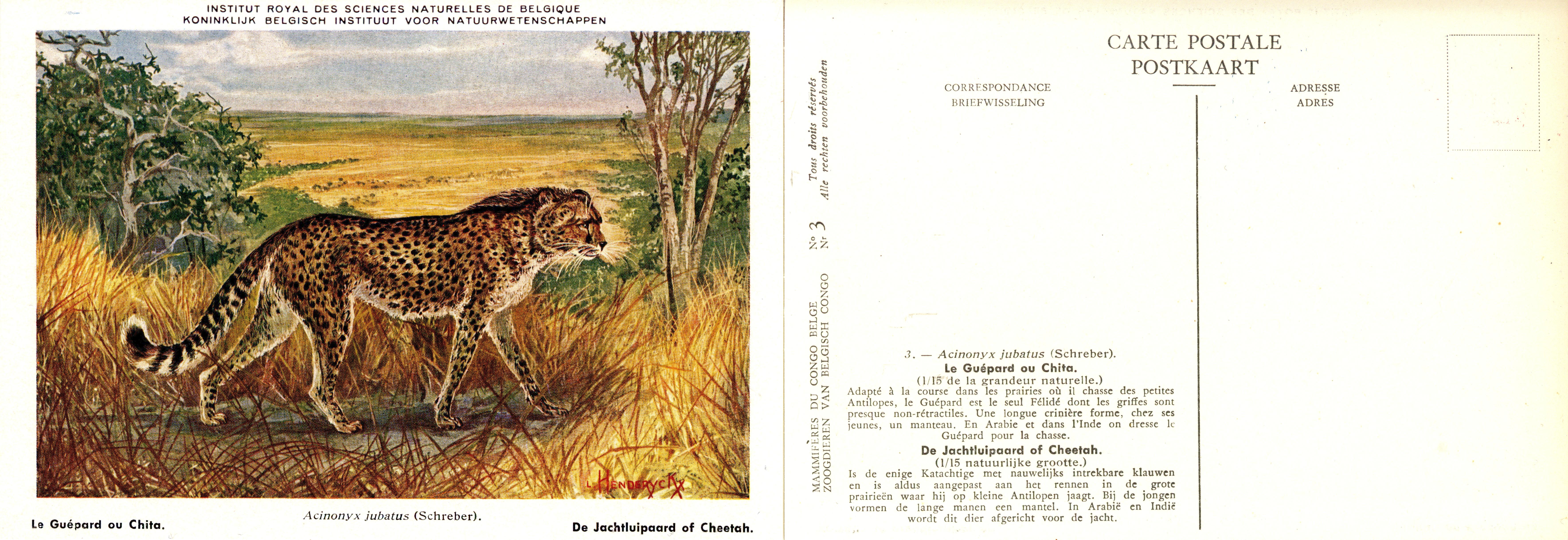 003 Le Guépard ou Chita - De Jachtluipaard of Cheetah.jpg